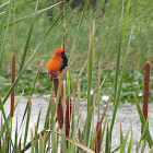 Weaver