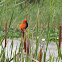 Weaver