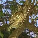 Eastern screech owl
