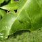 Katydid nymph