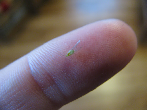 Spotting Image 1