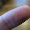 Aphid