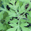Mugwort
