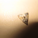 Meal Moth