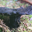 Blackening Russula