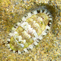 Quitón