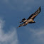 Wedge Tailed Eagle