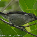 Scarlet-backed Flowerpecker