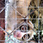 Slow Loris
