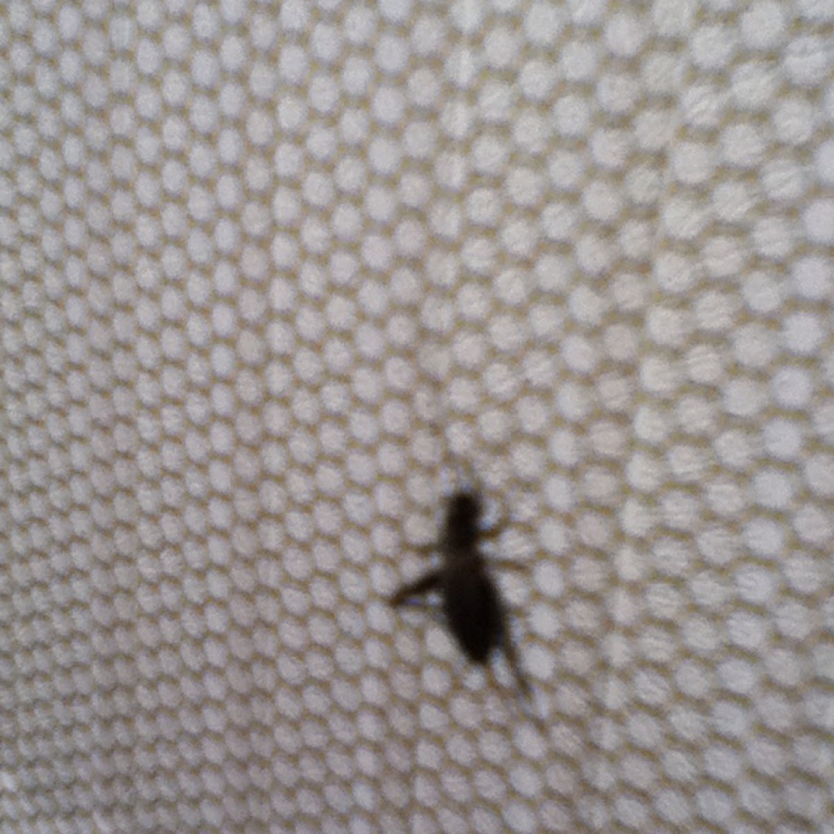 Cricket