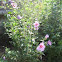 Chinese hibiscus