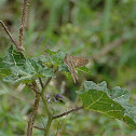 Long tailed skipper