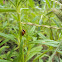 spotless ladybird beetle
