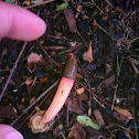 Dog Stinkhorn
