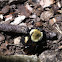 Common Eastern Bumblebee