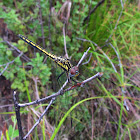 Dropwing (female)