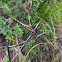 Dropwing (female)
