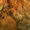 Cave fruit bats
