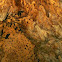 Cave fruit bats