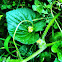 Cucumber