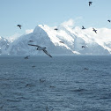 Cape Petrel
