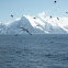 Cape Petrel