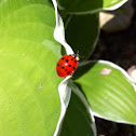 Multicolored Asian Lady Beetle
