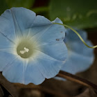 blue morning glory