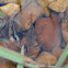 Australian Water Scorpion
