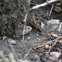 White-footed Mouse