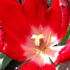 Red tulip