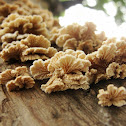 Split gill fungus
