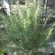 Edibles Plants of Texas