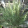 Edibles Plants of Texas