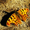 Comma