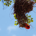 Red-Headed Weaver