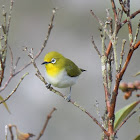 Kacamata gunung / Mountain White-eye