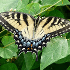 Eastern tiger swallowtail