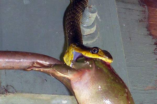 Green Tree Snake, Yellow-bellied Black Snake, Grass Snake | Project Noah