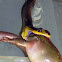 Green Tree Snake, Yellow-bellied Black Snake, Grass Snake