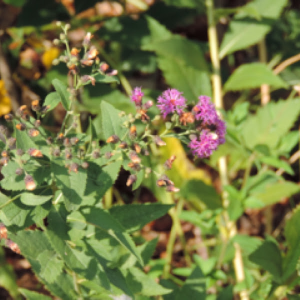 Western Ironweed Project Noah