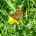 Wall brown