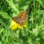 Wall brown