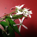 Downy serviceberry