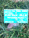 Fiji Fan Palm Plaque