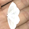 Pale Beauty