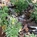 Ground Pine.