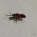 Firebug