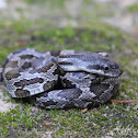 Texas Rat Snake
