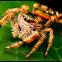 Paraphidippus aurantius